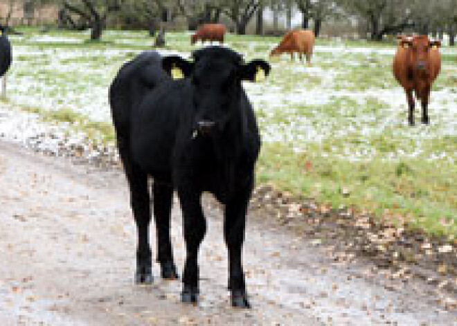 Ārzemnieki uzskata, ka Latvijā par sviestmaizi var nopirkt īpašumu