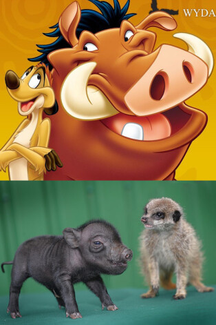 Настоящие Тимон и Пумба дружат так же, как и тезки из мультика