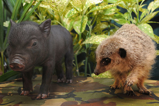 Они тоже любят свободу, играть и веселится