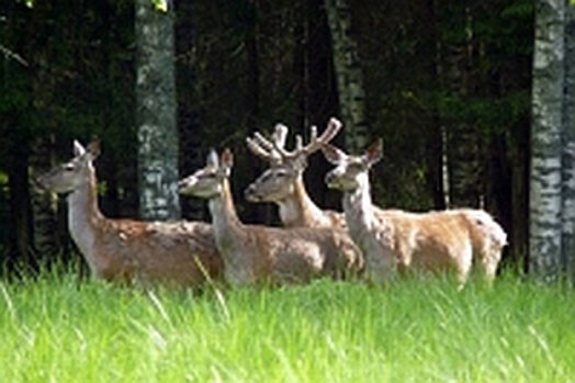 Sestdien bērni ar vecākiem Latvijas Dabas muzejā varēs iepazīties ar Latvijas ragaino meža dzīvnieku galvas rotām.