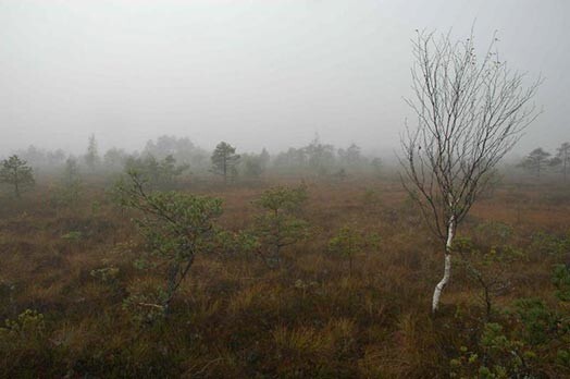 Sakstagalā tūrisma un izglītības vārdā izveidots mākslīgs purvs.