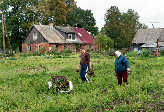 Krievgaļos lielā biešu vākšana. Gali kopā jāsavelk visai ģimenei, lai ziemu pietiek ko ēst un sildīties.