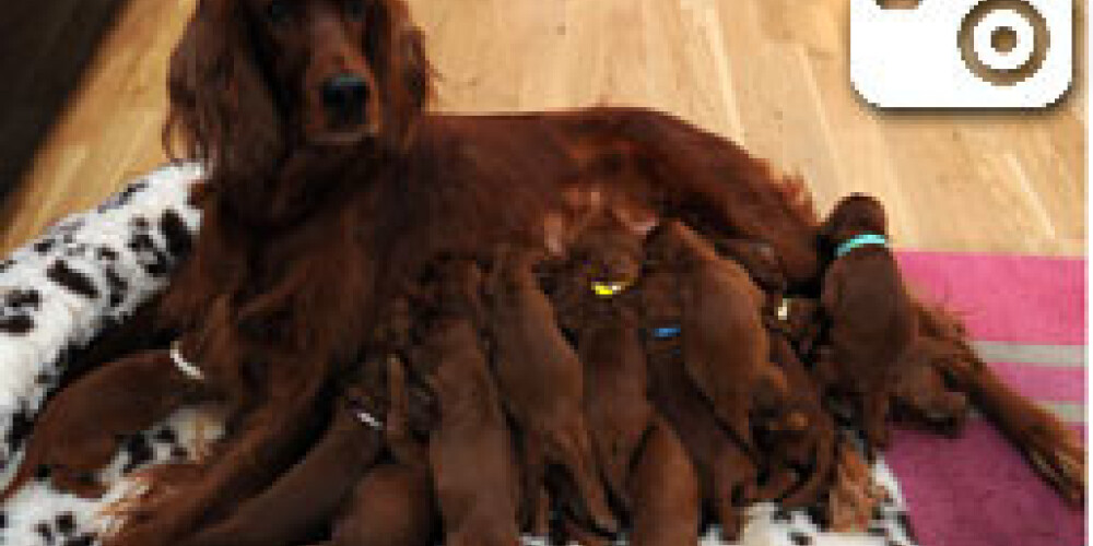 Собака родила огромное количество щенков