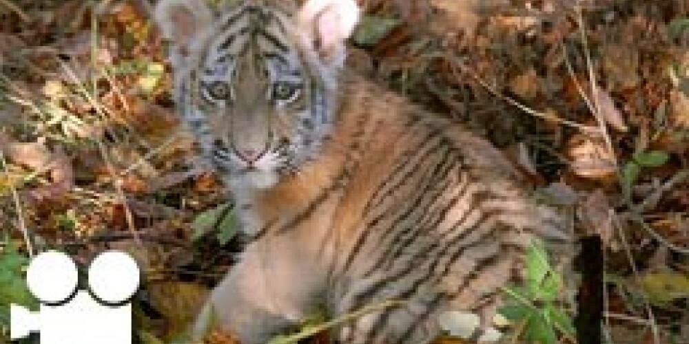 В Рижском зоопарке родился амурский тигренок