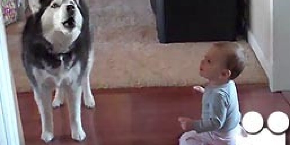 Дуэт собаки с младенцем стал хитом на Youtube