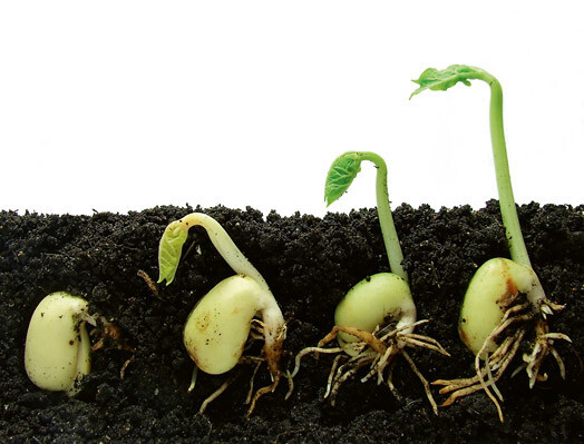 Augiem ir jūtas, atmiņa un prāts. Tie priecājas, bēdājas, bīstas un aizsargājas. Nav izslēgts, ka tie savā veidā ir gudrāki par mums.