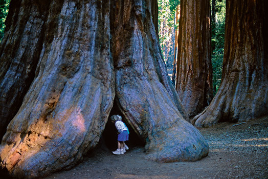 Mamutkoks ir brīnumains un noslēpumains radījums. Meža milzenis ir aptuveni 85 metrus augsts, bet var izaugt līdz pat 100 metriem. Arī stumbra apkārtmērs ir iespaidīgs – 25 metri.