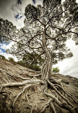 Saknes ir kā smadzenes, kas apstrādā milzum daudz informācijas, analizē to un pieņem lēmumus. Mūsu senči to saprata un sarunājās ar kokiem.