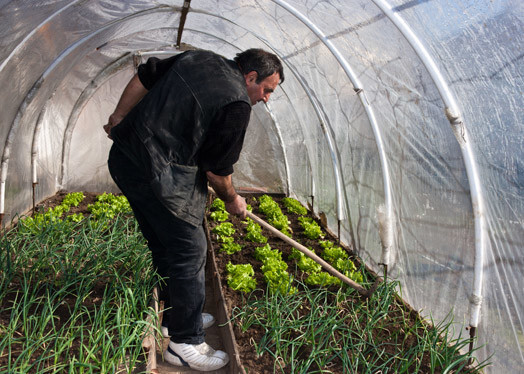 Katrs dārznieks zina – jo labāk augus apčubina, jo labāk tie aug.