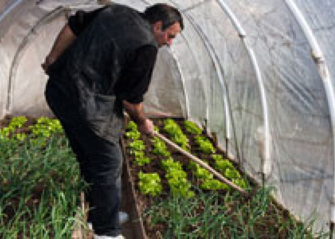 Pētnieki: augiem piemīt intelekts un neparastas spējas