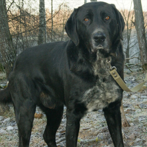 Valmieras ielā atrasts labradora jauktenis, puika.