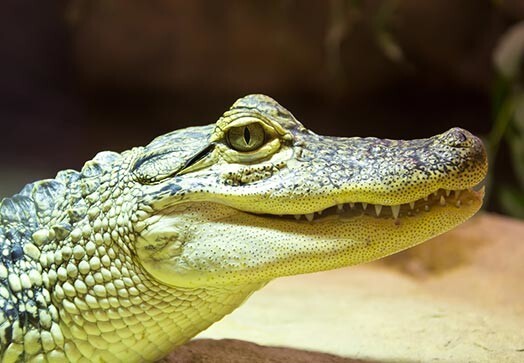 Krokodili Austrālijā vidēji gadā nogalina divus cilvēkus.