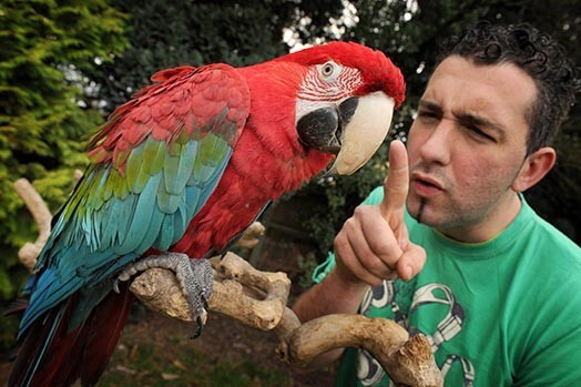 Этот попугай очень любит ругаться