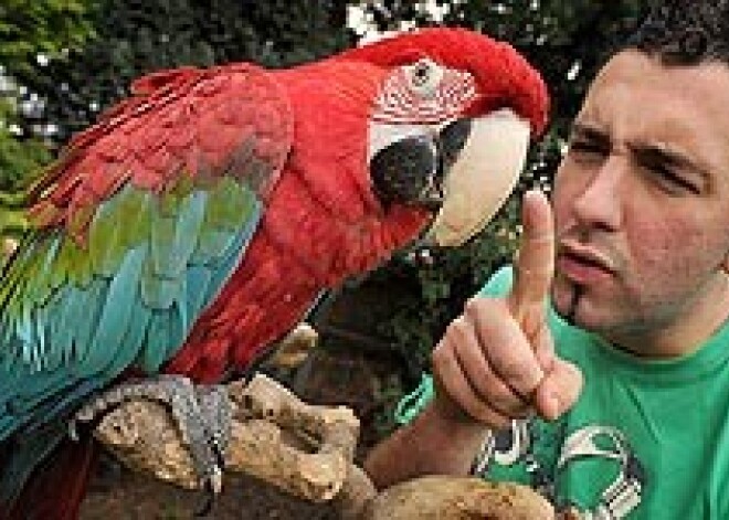 Попугай-матерщинник