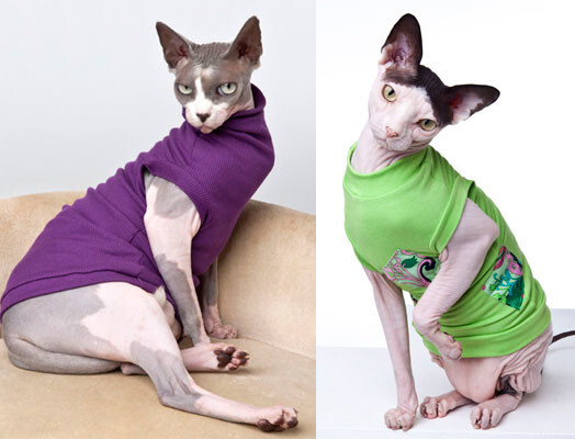 Ну чем не модели!