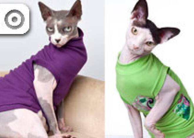 "Мы реальные pussy cat dolls!"