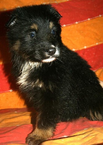 Jaunciema kapos atrastie mēnešu vecie kucēni meklē saimniekus.