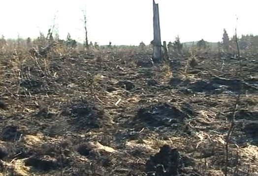 Šogad jau noticis pirmais lielais kūlas dedzināšanas izraisītais ugunsgrēks – Skrunda pusē nodegusi jaunaudze vairāk nekā 21 hektāra platībā.