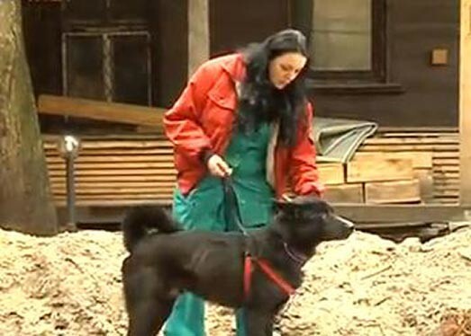 Псу сделали операцию и теперь он идет на поправку