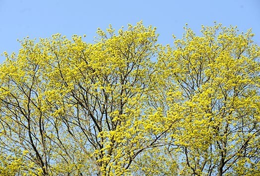 Tuvākajās dienās gaisa temperatūra vietām Latvijā paaugstināsies līdz +12..+13 grādiem.