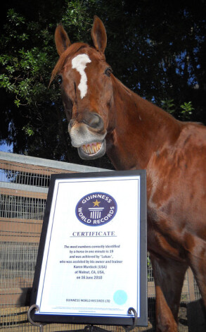 У коня есть официальный сертификат Книги рекордов Гиннесса