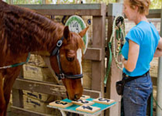 Самая умная лошадь в мире