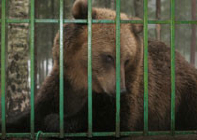 Сбежавшую медведицу в Лигатне не будут загонять охотниками или усыплять