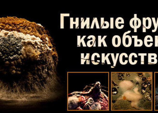 Художник фотографирует гнилые фрукты