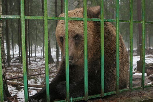 Abi lāču puikas varētu uzturēties "Mežvairogos" līdz tiks veikti visi darbi, lai nodrošinātu viņiem piemērotus apstākļus Līgatnes dabas takās.