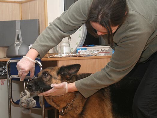 Dora aposta un ielāgo uz zeķes palikušo cilvēka smaržu, lai pēc tam salīdzinātu ar sešiem dažādiem paraugiem.