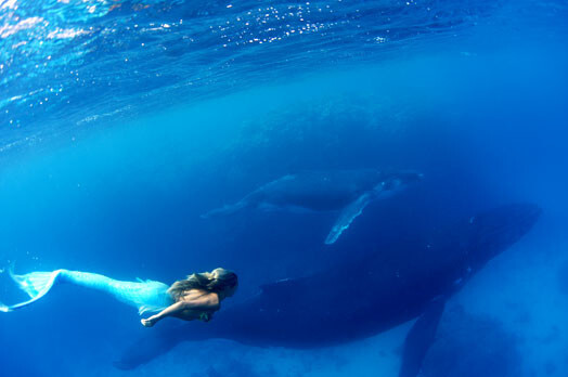 Ханна плавает с горбатыми китами в целях содействия сохранению морской среды и выступая против охоты на китов