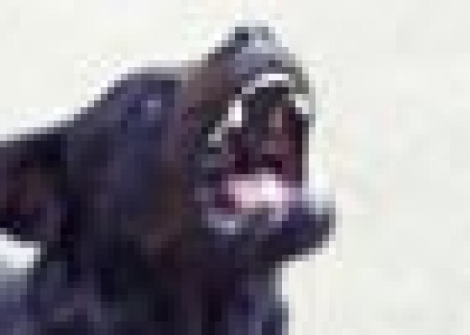 Rīgā rotveilers uzbrūk cilvēkiem; policija suni nošauj