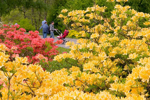 Rododendri Latvijas Universitātes Botāniskajā dārzā.