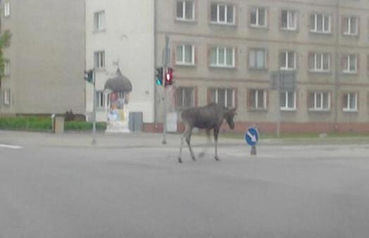 Лось спокойно разгуливает по улицам Вентспилса, соблюдая при этом правила дорожного движения