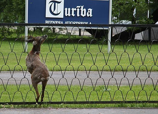 Šis satrauktais stirnu buks trešdienas rītā iesprūda žogā Rīgā, Graudu ielā.