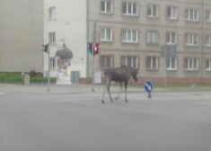 Lūk, kā alnis mierīgi pastaigājas pa Ventspils centru.