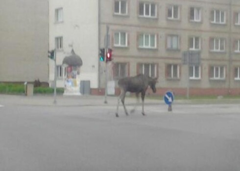 Lūk, kā alnis mierīgi pastaigājas pa Ventspils centru.