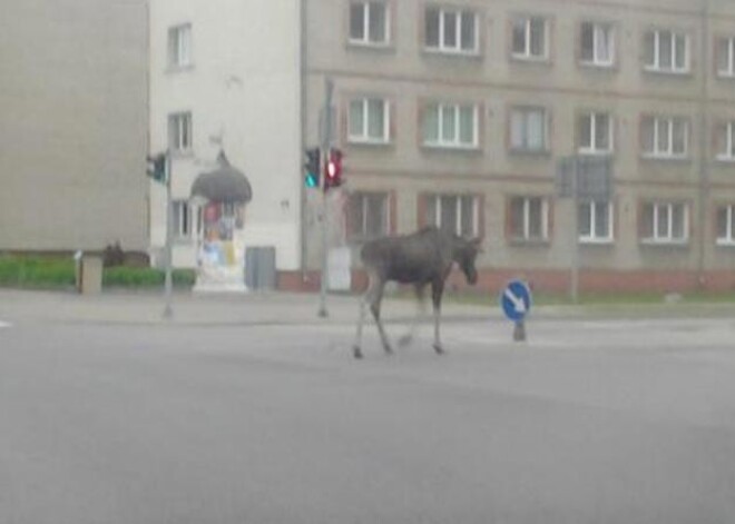 Stirnu buks iemaldās Rīgā, alnis šiverē pa Ventspili. FOTO