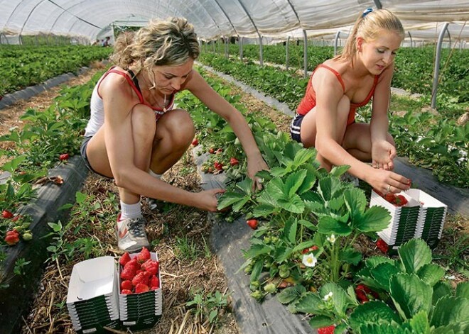 Darbs ārzemēs. Šokējoši un skumji stāsti