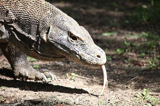 Pasaules milzīgākā ķirzaka — Komodo varāns Indonēzijā. Iespēju skatīt tādu zvēru Lato nelaida garām.