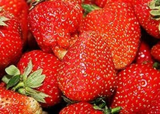 Латвийская клубника уступает в цене, зато намного вкуснее
