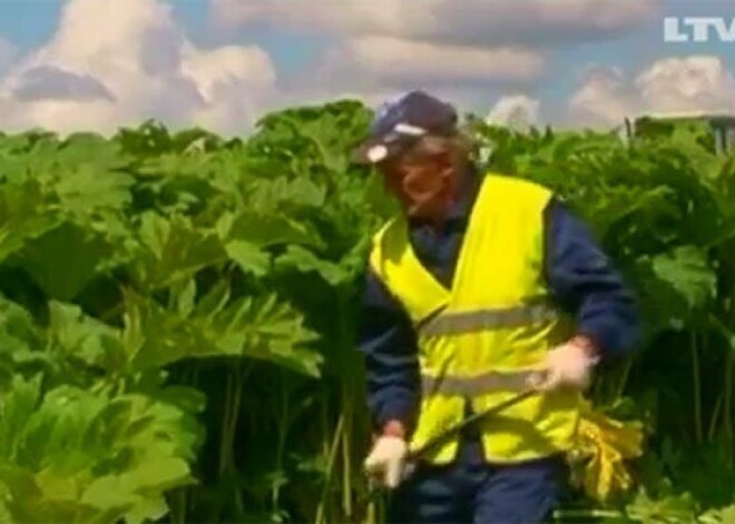 Priekuļu novadā sekmīgi cīnās ar latvāņiem. VIDEO