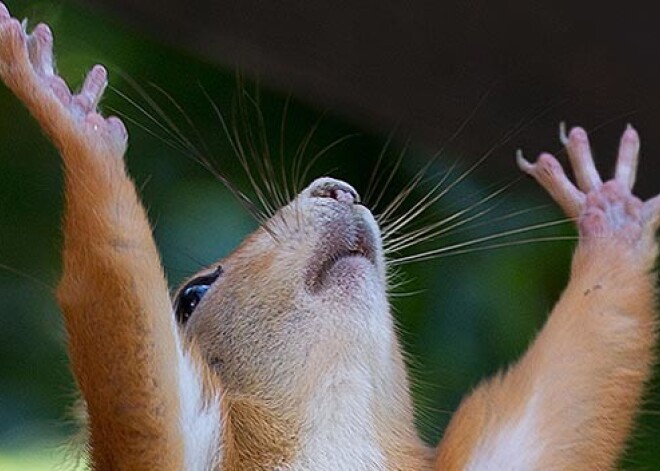 Interneta sensācija: vāvere ubago riekstus. FOTO