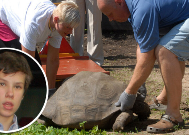 Šogad bruņrupučus Rīgas zoodārzā svērs Bergmaņa 13 gadu vecais dēls