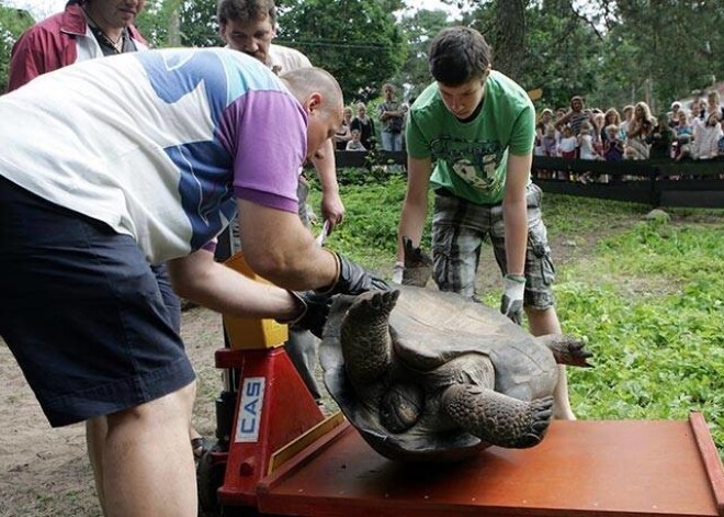 Galapagu bruņurupuču svēršana Rīgas Zooloģiskajā dārzā