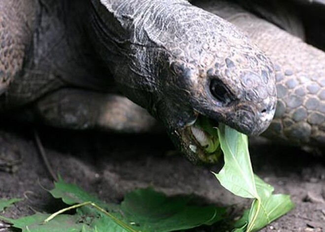 Rīgas zoodārza bruņrupucienes nokritušās svarā