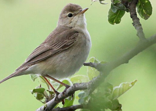 Latvijā reģistrēta jauna putnu suga - klusais ķauķis. FOTO