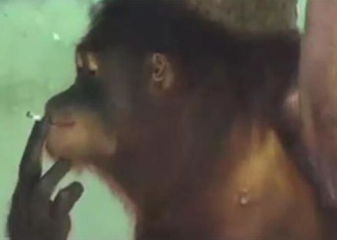 Smēķējošam orangutanam nāksies atmest kaitīgo ieradumu. VIDEO