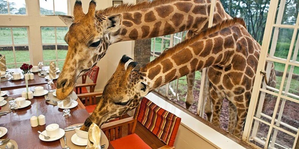 Добро пожаловать в жирафоотель