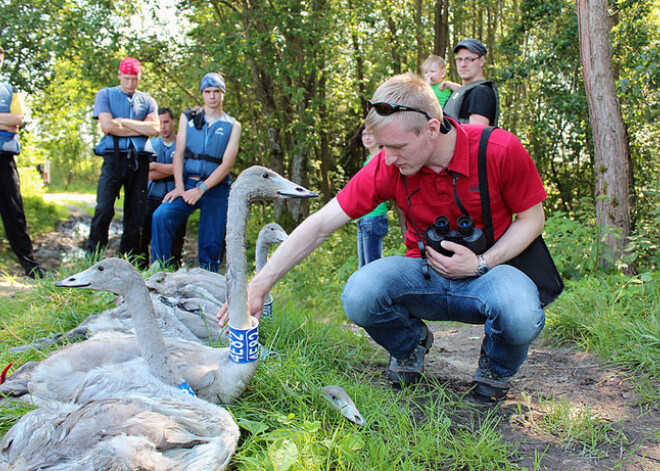 Sprūdžs atzinīgi vērtē Latvijas ornitologu veikumu ziemeļu gulbju izpētē